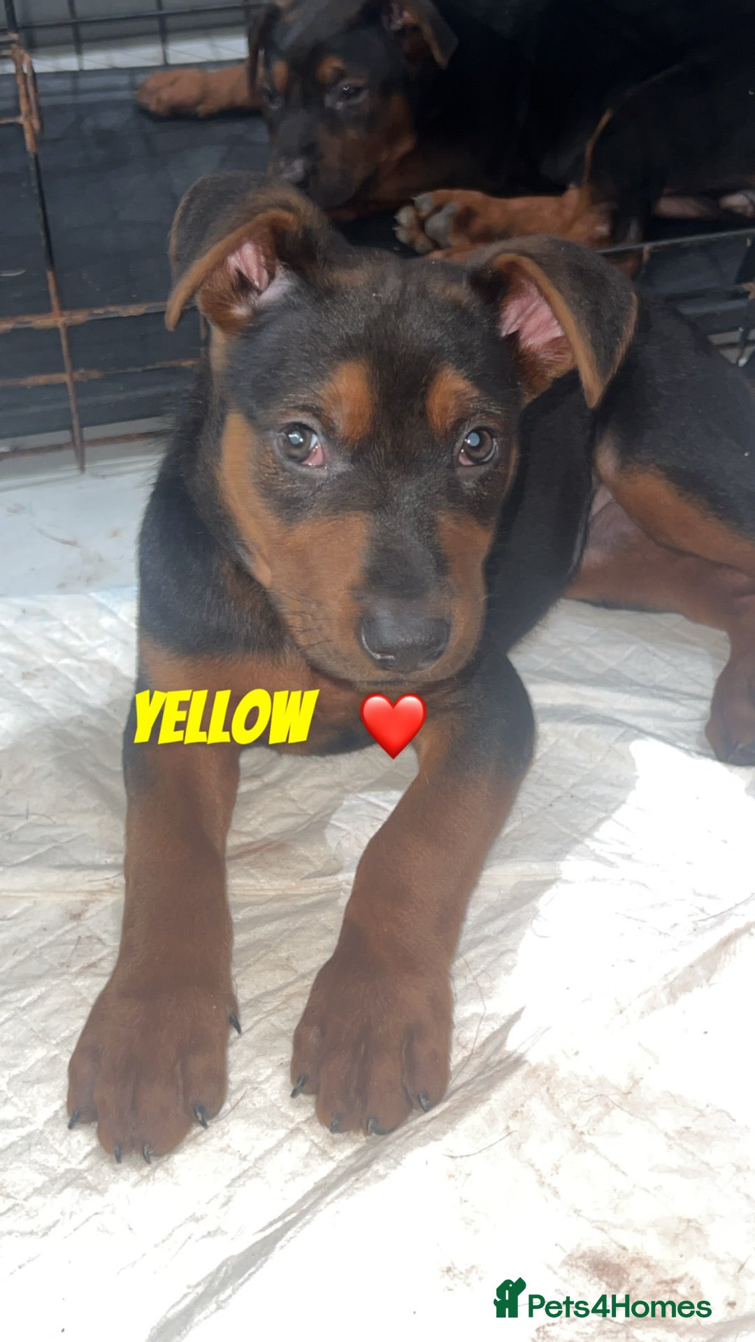 Chinese Red Dog dogs 3 girls not 1!! 8 weeks old ready to leave now - Advert 6