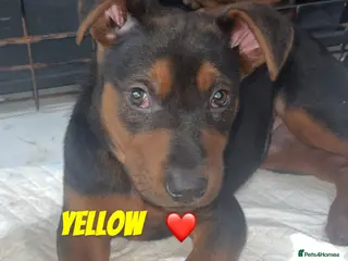 Chinese Red Dog dogs 3 girls not 1!! 8 weeks old ready to leave now - Advert 5