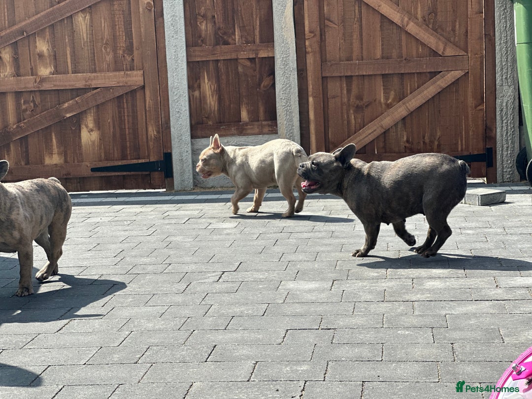 French Bulldog dogs for sale: French Bulldog - Pearl🔯 - Advert 3