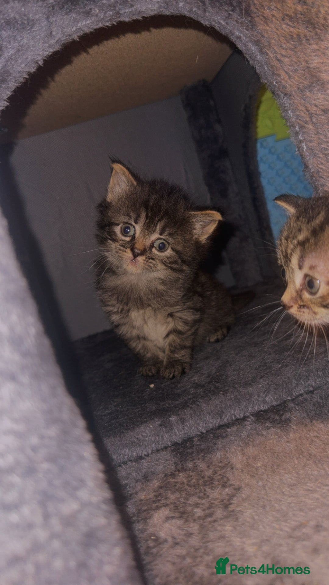 Ragdoll cats for sale: Ragdoll X Tabby  - Advert 1