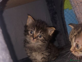 Ragdoll cats Ragdoll X Tabby - Advert 1