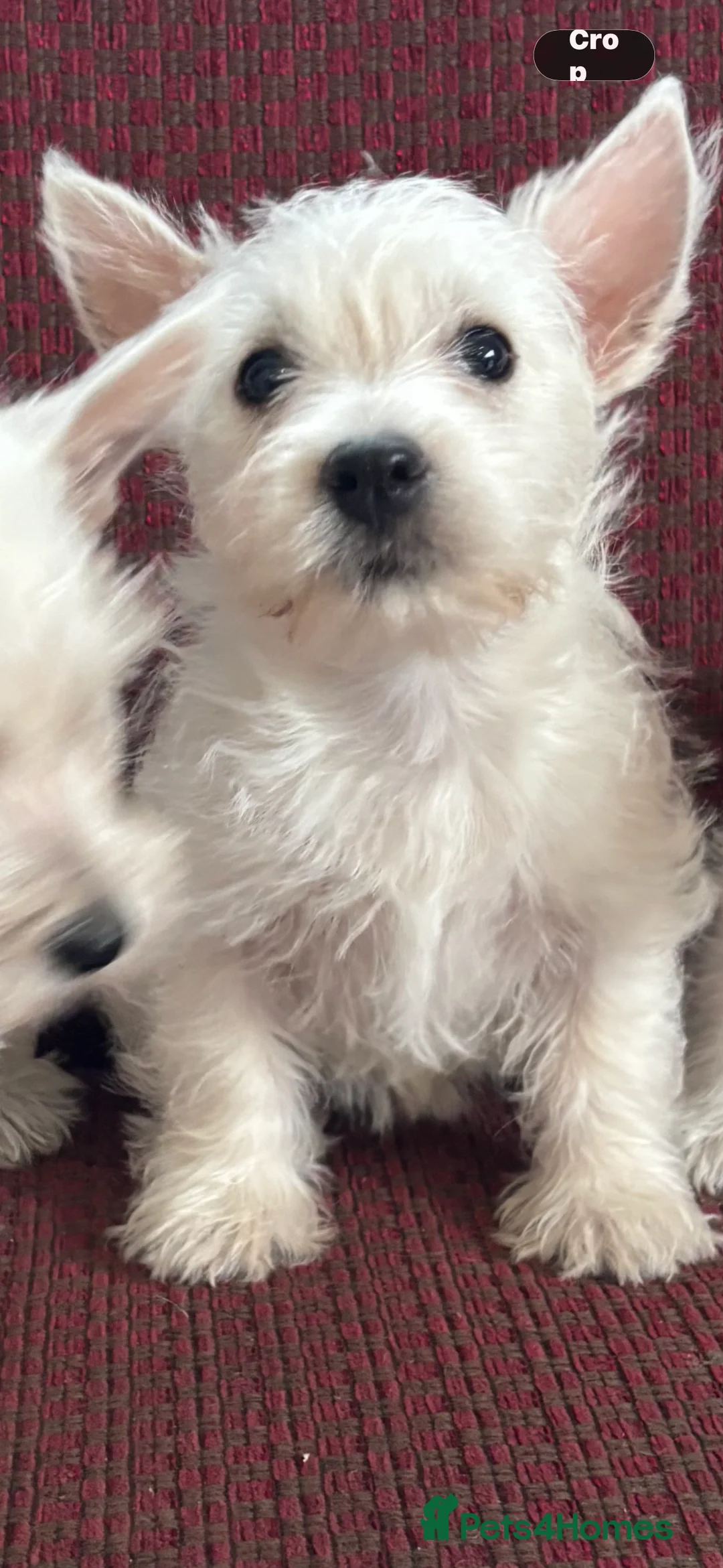 West Highland Terrier dogs for sale: KC REGISTERED WEST HIGHLAND TERRIERS - Advert 5