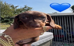 Miniature Dachshund dogs for sale: Beautiful Miniature Dachshund puppies - Image 4