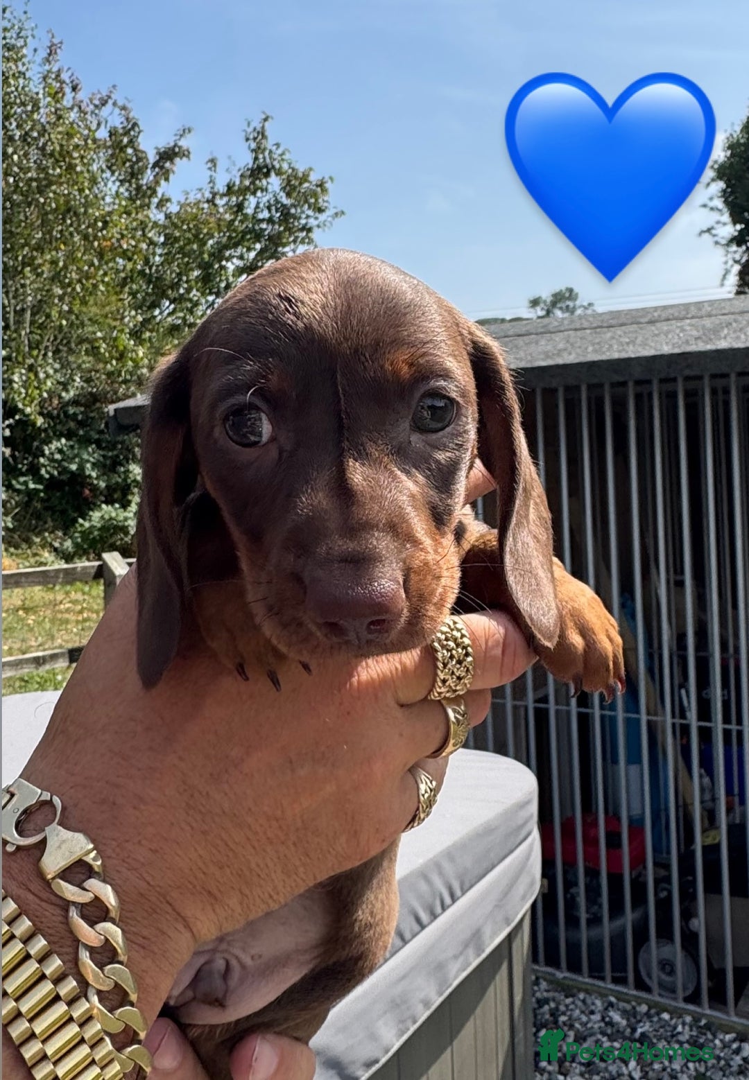 Miniature Dachshund dogs for sale: Beautiful Miniature Dachshund puppies - Image 4