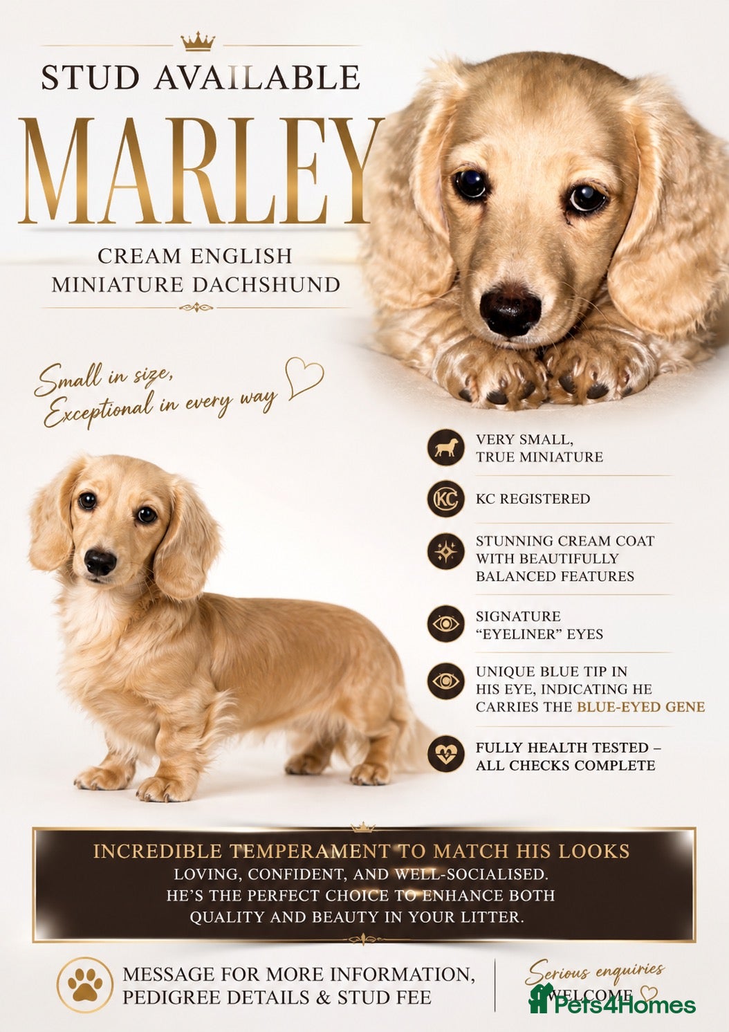 Miniature Dachshund dogs KC Cream true miniature. - Advert 1