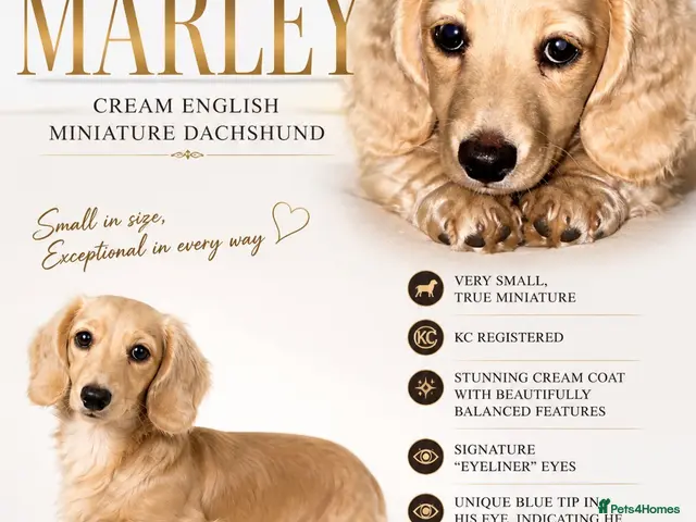 Miniature Dachshund dogs KC Cream true miniature. - Advert 2