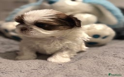 Shih Tzu dogs for sale: Shih Tzu  - Advert 5