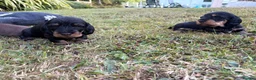 Dachshund dogs for sale: KC Regestered Teckel puppies in Cardiff - Advert 10