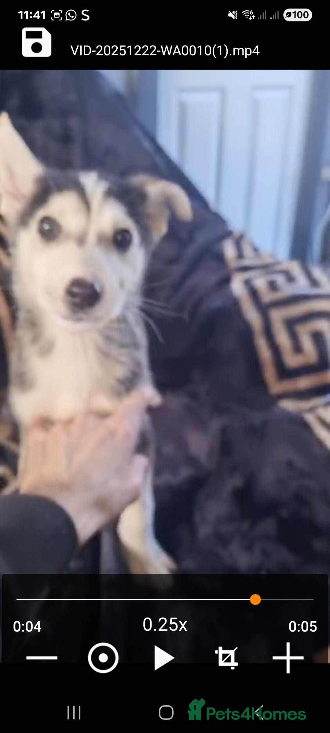 Shepsky dogs for sale: Shepsky puppies  - Advert 4