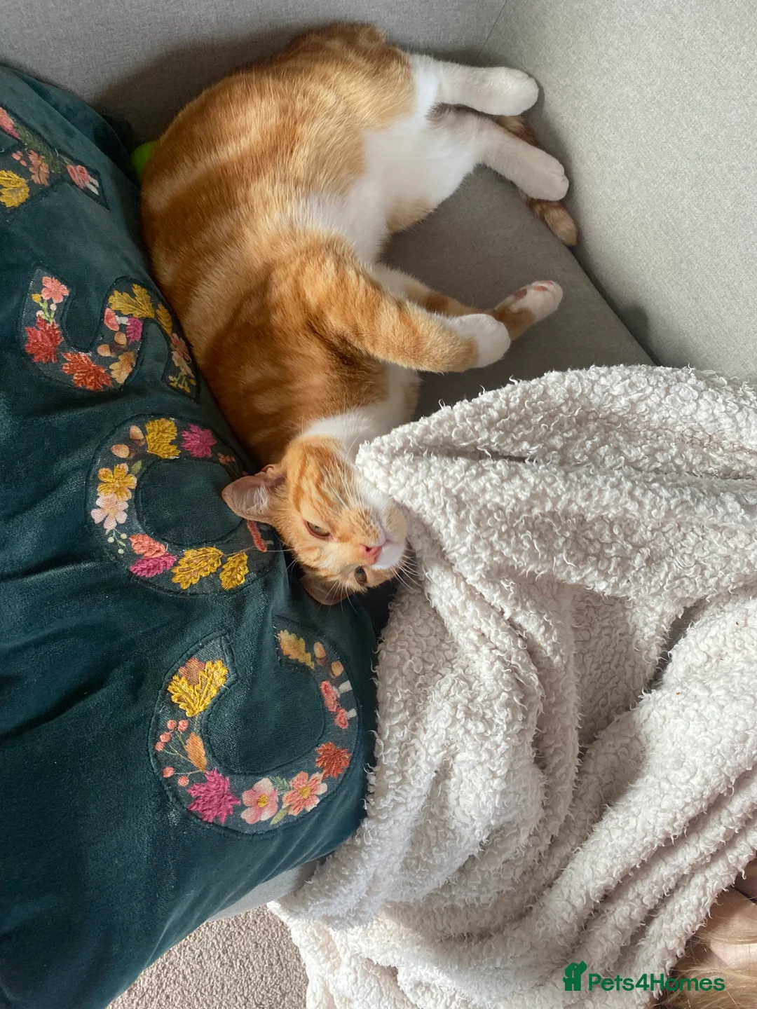 Domestic Shorthair cats for sale: Boo - 1 year old, neutered male  - Advert 4