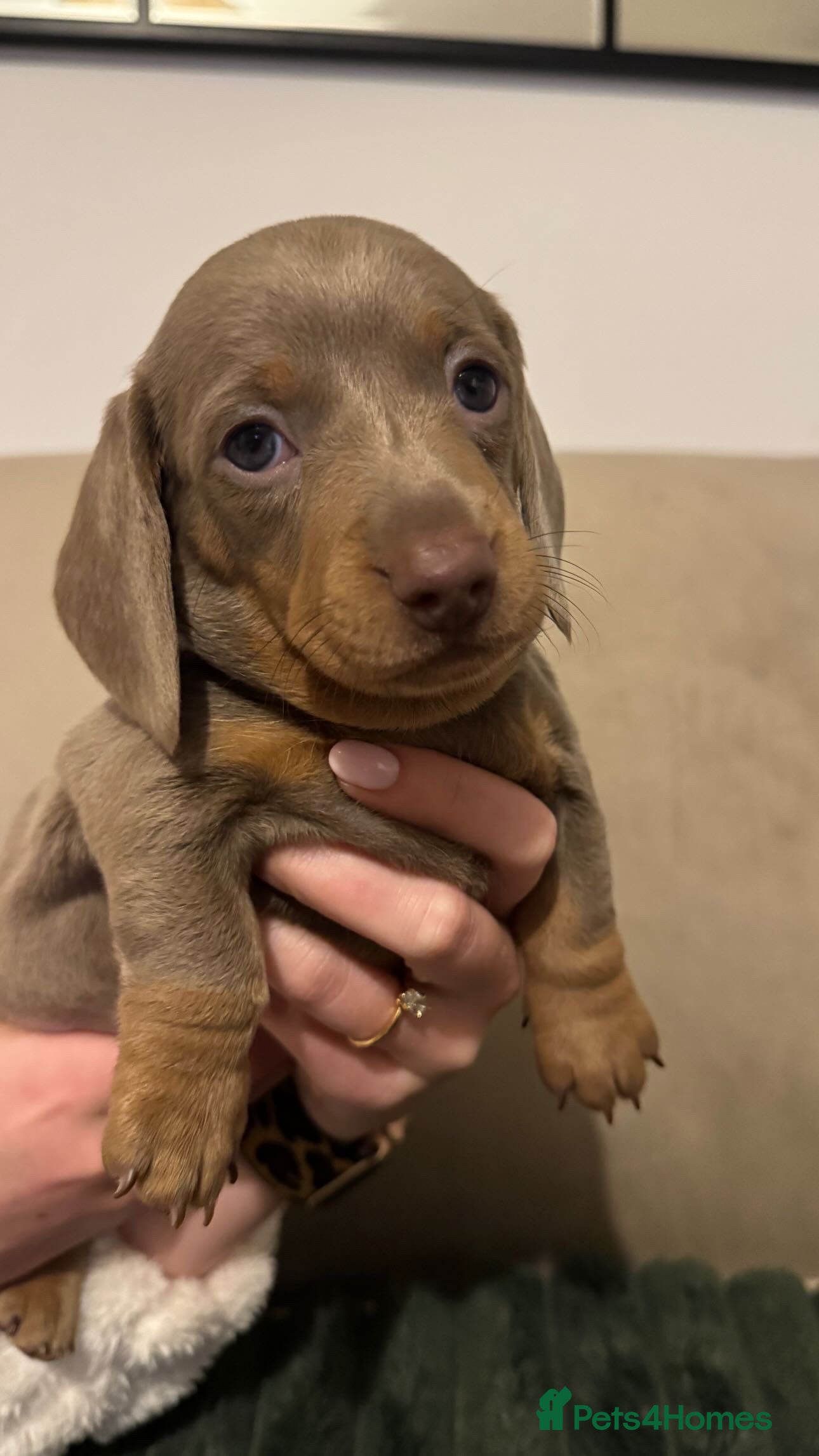 Miniature Dachshund dogs 2 beautiful Isabella and tan mini dachshunds  - Advert 1