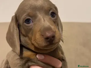 Miniature Dachshund dogs 2 beautiful Isabella and tan mini dachshunds - Advert 1