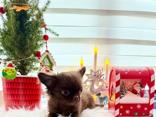 Chihuahua dogs Long coat chihuahua boy - Advert 6