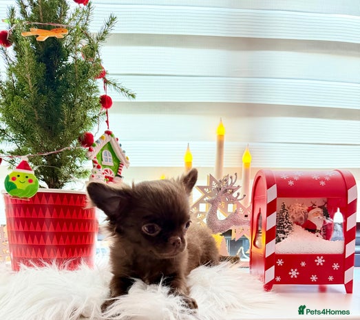 Chihuahua dogs Long coat chihuahua boy - Advert 5