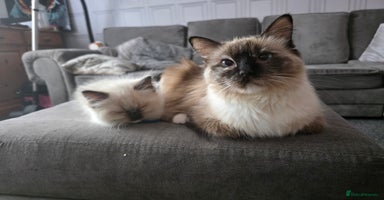 Ragdoll cats - Advert 14
