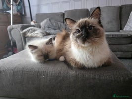 Ragdoll cats - Advert 16