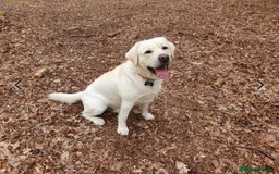 Labrador Retriever dogs for sale: Fully innoculated  show type black female  in Halifax - Image 6