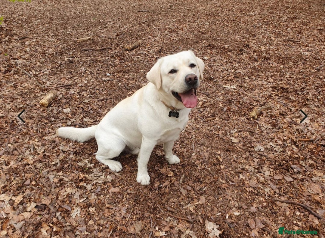 Labrador Retriever dogs for sale: Fully innoculated  show type black female  in Halifax - Image 6
