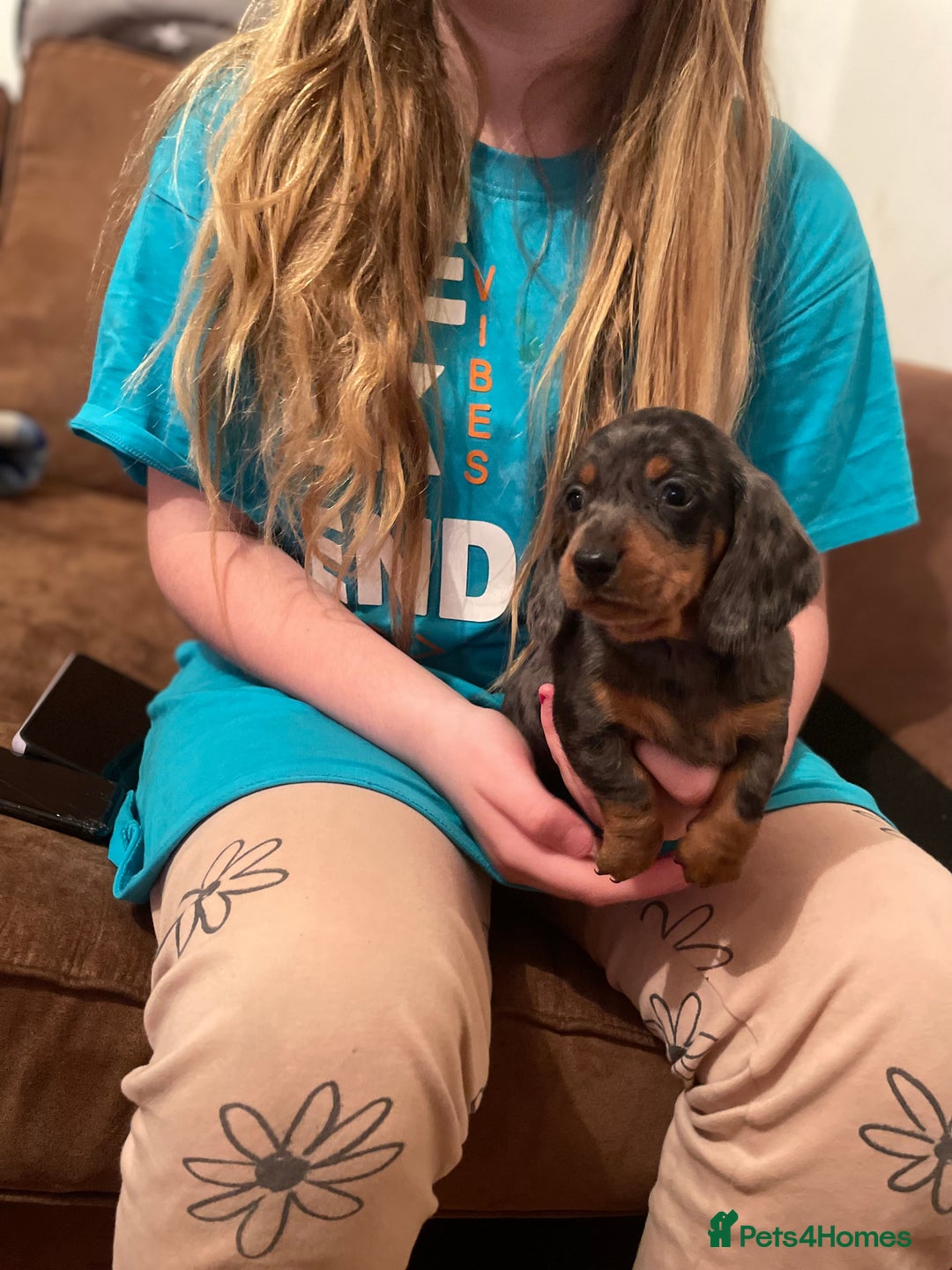 Miniature Dachshund dogs for sale: Miniature dachshund puppies - Image 2