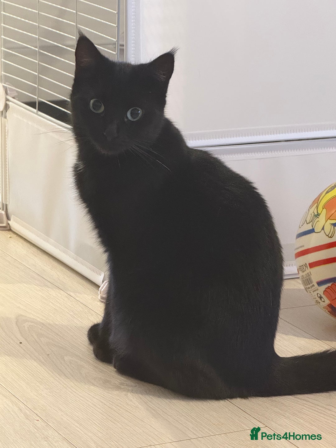 Domestic Shorthair cats for sale: Beautiful 3 year old female - Advert 2