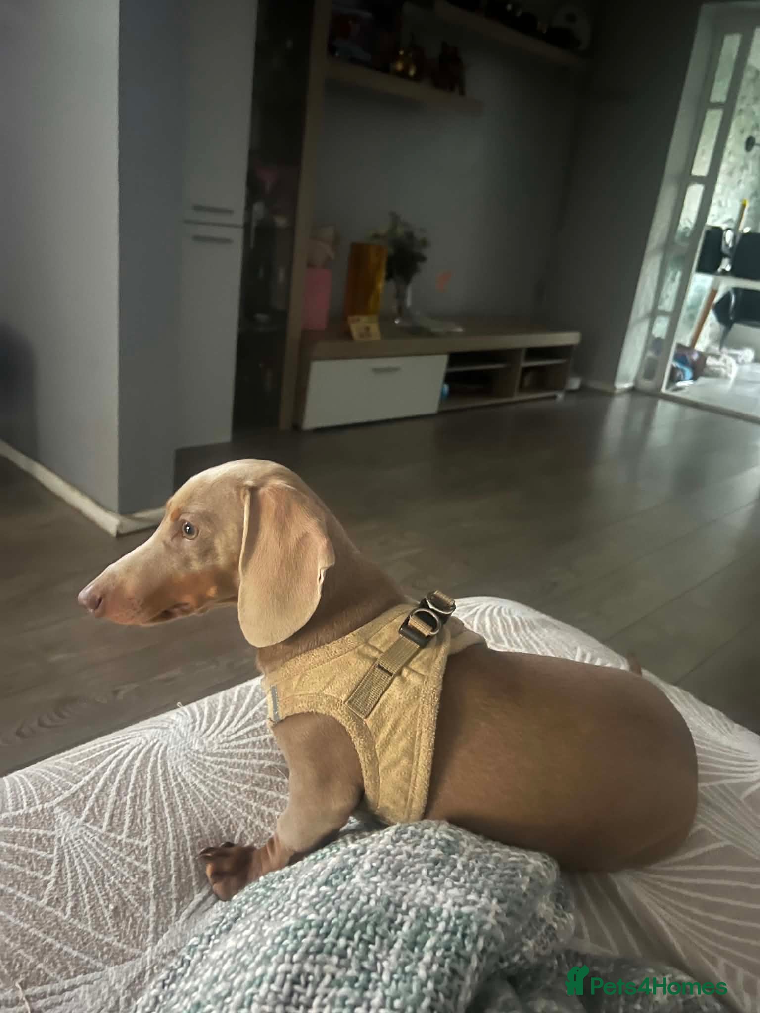 Dachshund dogs ❤️ Miniature Dachshund Puppies for Sale 🐾 - Advert 2