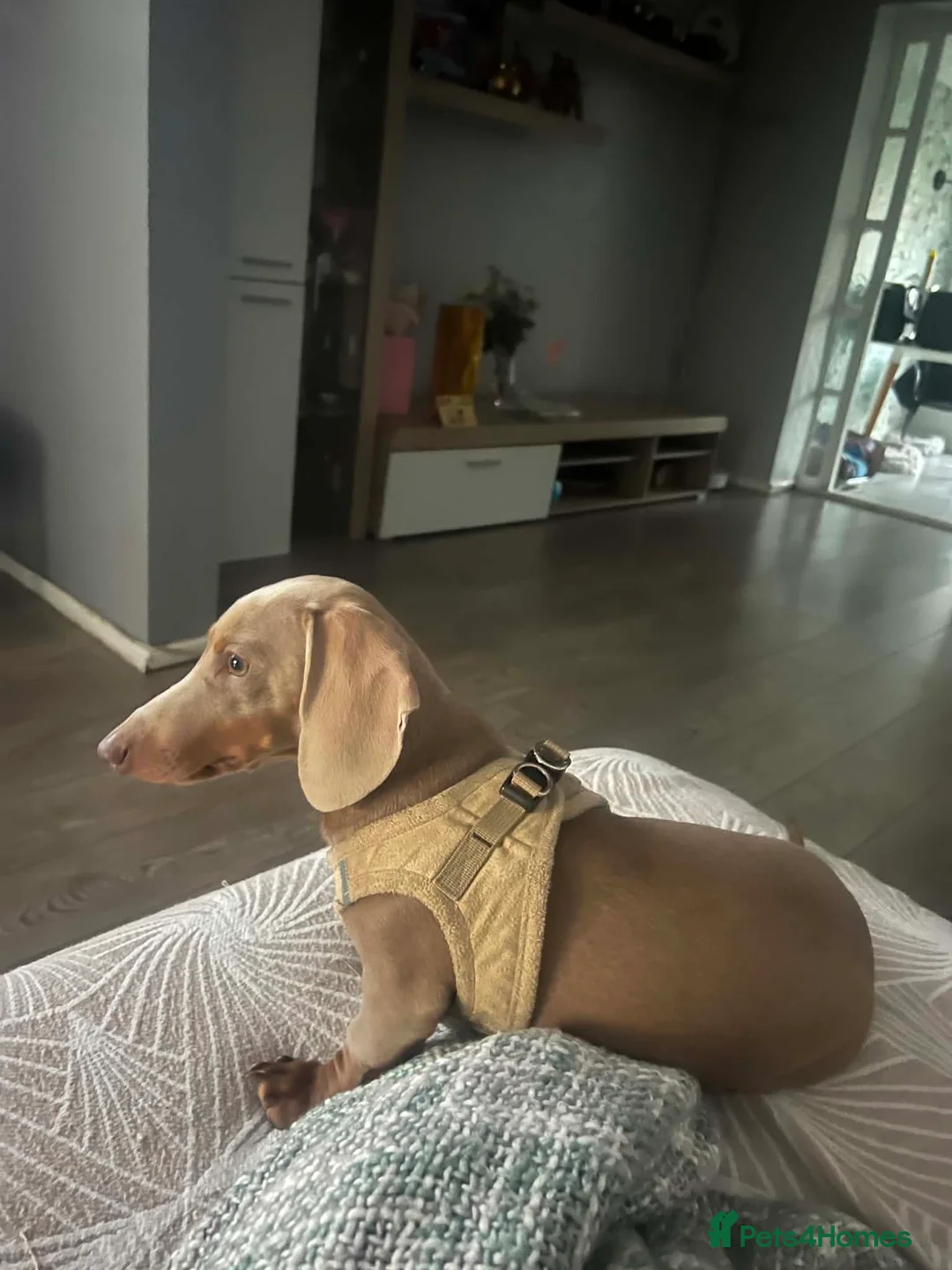 Dachshund dogs for sale: ❤️ Miniature Dachshund Puppies for Sale 🐾 - Advert 2