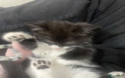 British Longhair cats for sale: Tabby/British Long haired - Image 3