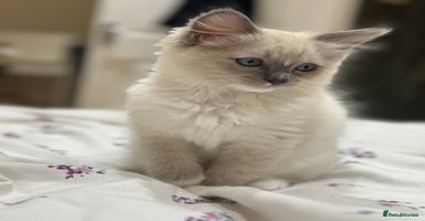 Ragdoll cats GCCF reg parents , pure breed ragdoll kittens 🤍 - Advert 9