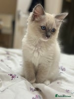 Ragdoll cats GCCF reg parents , pure breed ragdoll kittens 🤍 - Advert 9