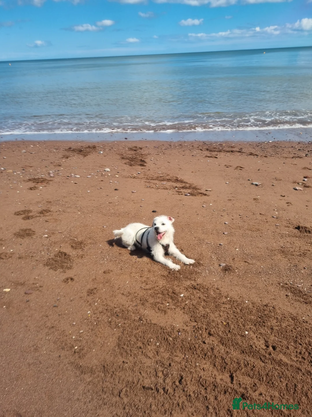 Mixed Breed dogs for sale: Donnie (Sheldon)  - Advert 4