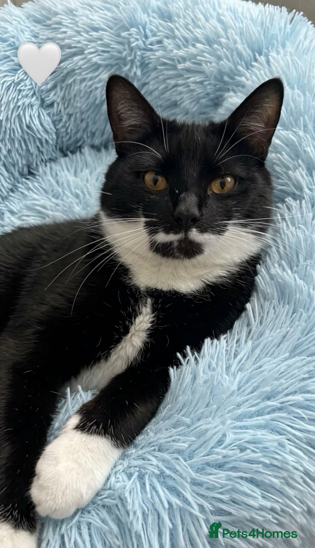 American Shorthair cats Tuxedo male cat  - Advert 5