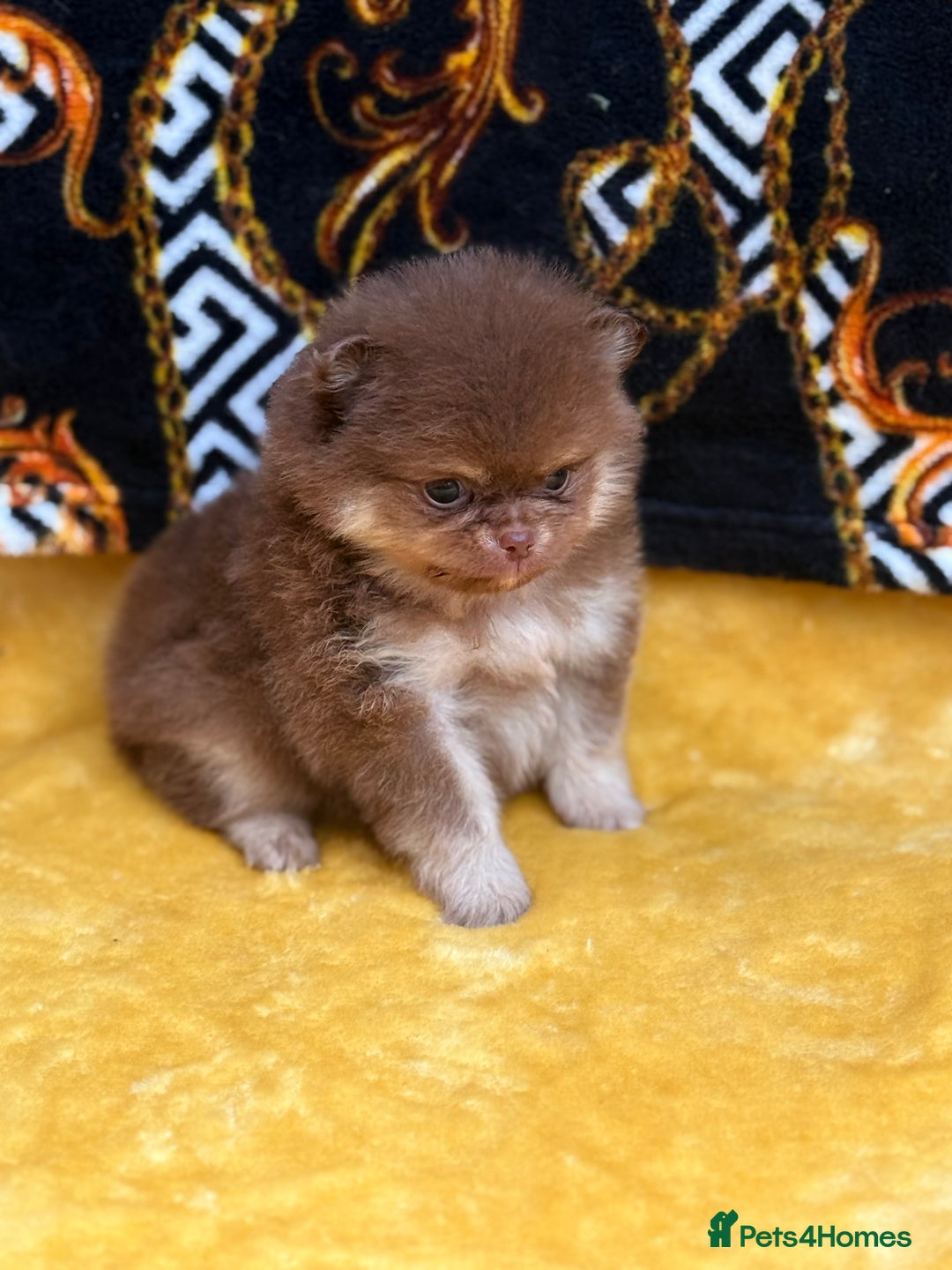 Pomeranian dogs for sale: Teddy bear poms x - Image 3