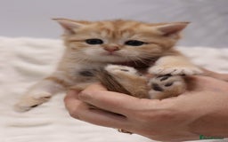 British Shorthair cats for sale: Stunning Champion Bloodlines kittens  - Advert 14