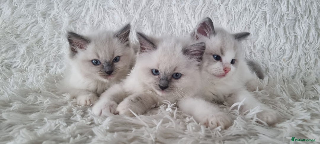 Ragdoll cats for sale: 💕BEAUTIFUL TICA REGISTERED RAGDOLLS KITTENS💕  - Advert 18