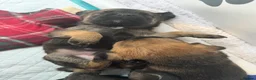 Border Terrier dogs for sale: Beautiful slem clear border terrier puppies  - Advert 6