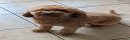 Cavapoo dogs for stud: Cavapoo male for stud  - Advert 2