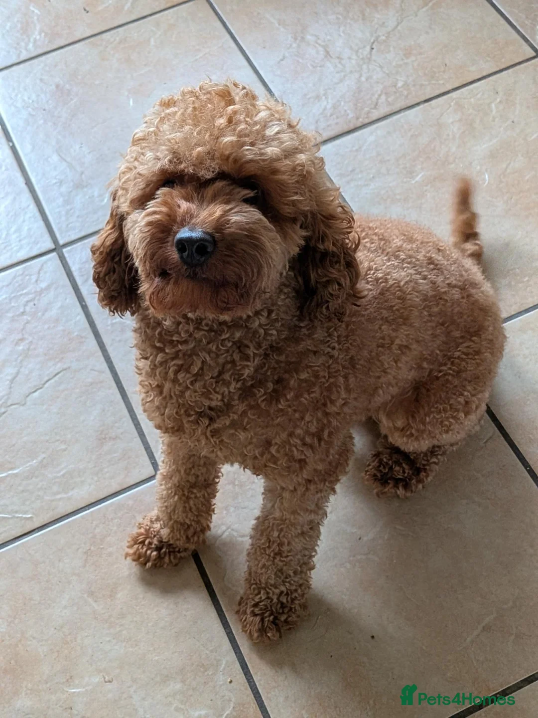 Cavapoo dogs for stud: Cavapoo male for stud  - Advert 2