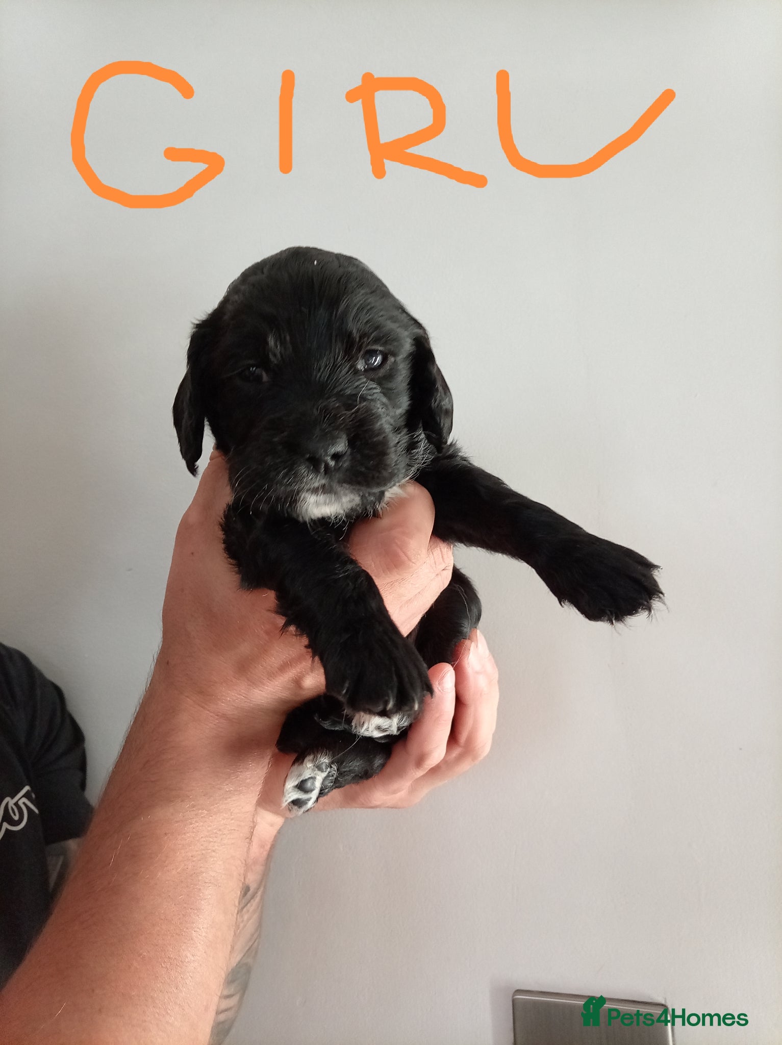 English Springer Spaniel dogs for sale: Springiel spaniel  - Advert 9