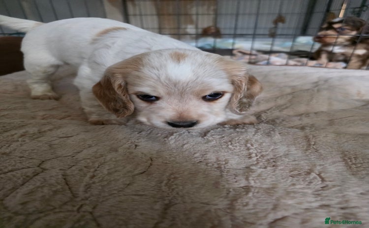 Cocker Spaniel dogs Beautiful cocker spaniel pups - Advert 7