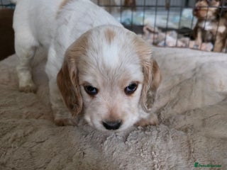 Cocker Spaniel dogs Beautiful cocker spaniel pups ready in one week - Advert 6
