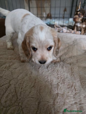 Cocker Spaniel dogs Beautiful cocker spaniel pups - Advert 7