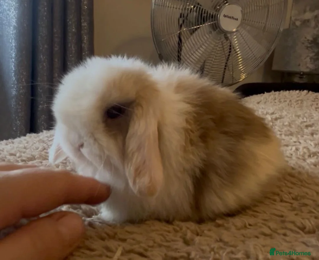 Mini Lop rabbits for sale: PEDIGREE MINI LOP BABIES READY TO RESERVE  - Advert 12