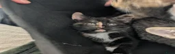 Mixed Breed cats for sale: kittens for rehome 1 male 1 female  in Oldbury - Advert 2