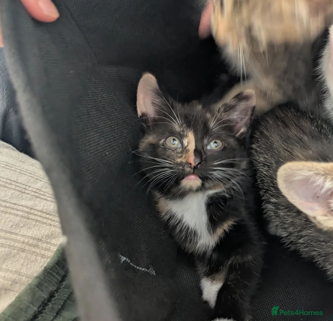 Mixed Breed cats for sale: kittens for rehome 1 male 1 female  in Oldbury - Advert 2