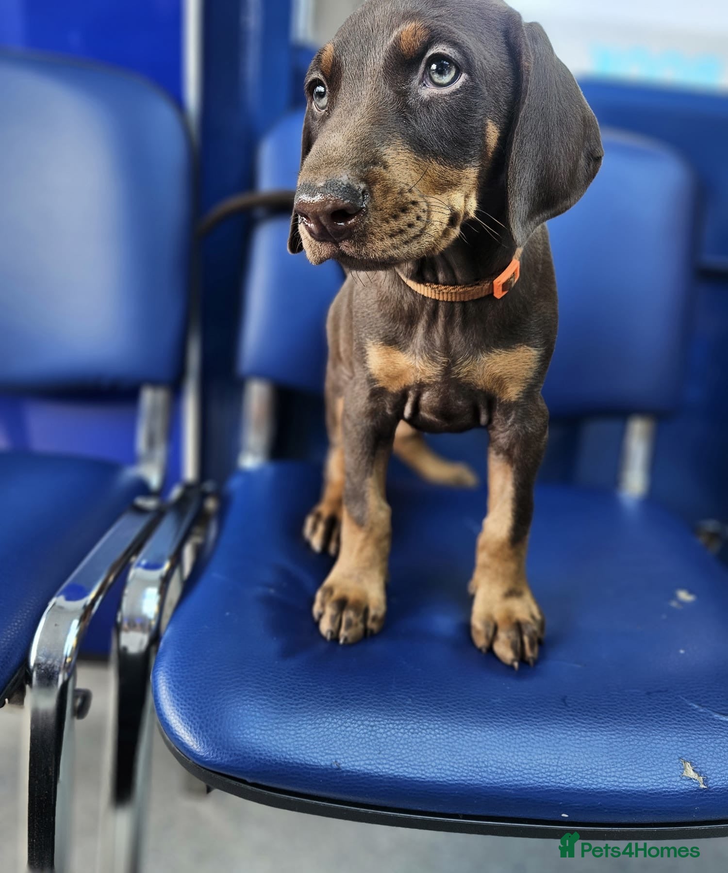 Dobermann dogs Ready Soon Beautiful Chunky KC Registered Puppies! - Advert 1