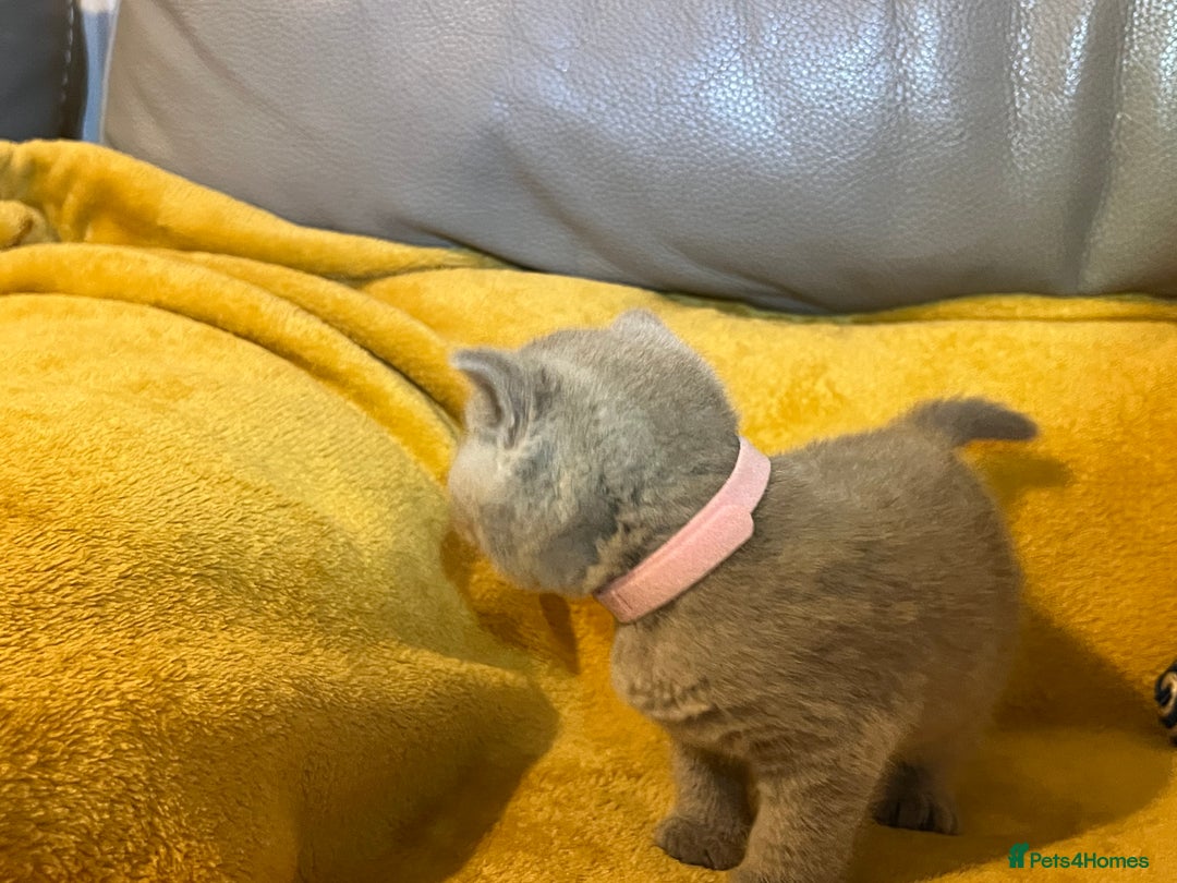 British Shorthair cats for sale: British Shorthair Kittens – Loving Homes Only 🐾 - Advert 13