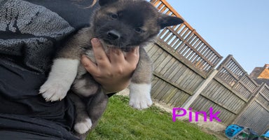 Akita dogs - Advert 2