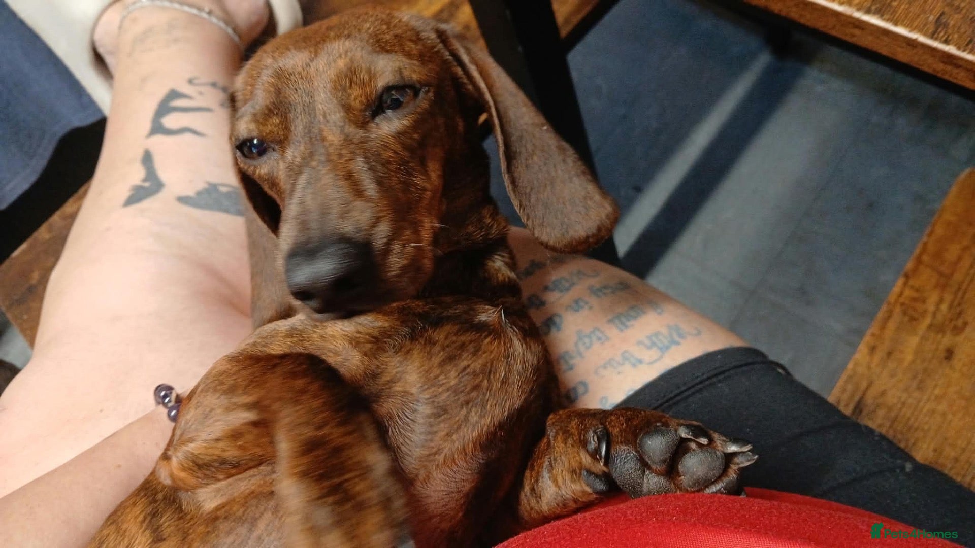 Miniature Dachshund dogs Rehoming Brindle Miniature Dachshund ASAP - Advert 2