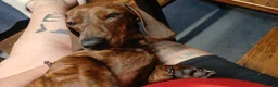 Miniature Dachshund dogs for sale: Rehoming Brindle Miniature Dachshund ASAP - Advert 1