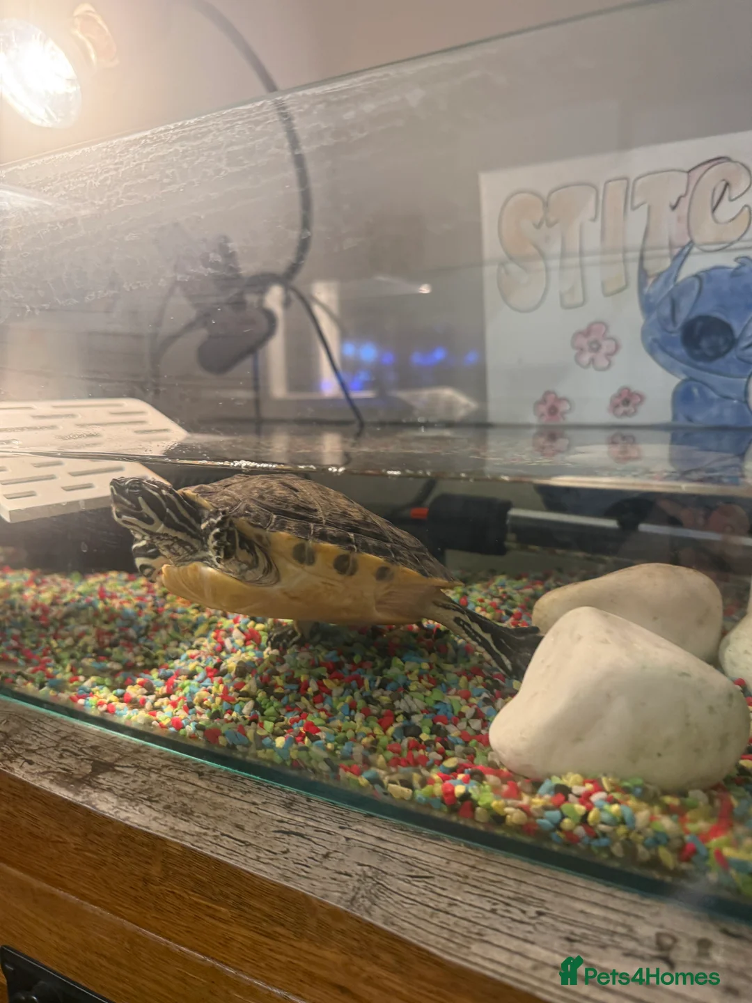 Turtle reptiles for sale: Yellow-bellied slider - Advert 1